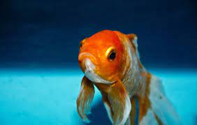 gold-fish-image
