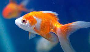 gold-fish-photo